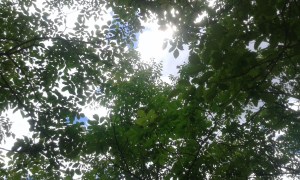 No Man's Land, Bosco, Loreto Aprutino (PE) - ph. Amalia Temperini