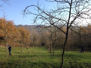 No Man's Land, alberti di noce e studenti - Loreto Aprutino (PE) - ph. Gino Di Paolo - www.fondazionearia.it