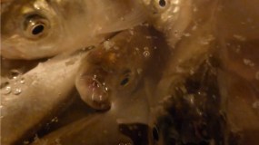 Iulia Ghita, RO (videostill), 2014, video HD, colore, senza suono, durata 8,05 min. -www.etranger.it