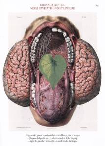 ROXROK, Organum Gustus ( foto con lingua lingua ) - La luce che intercetto, temporaneo spazio cit, Torino