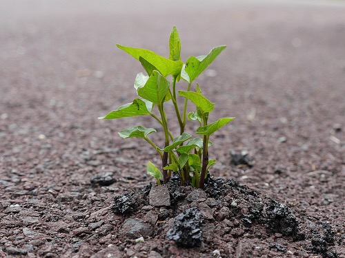 Daft Punk e vita #resoconti&nbsp;[#musica]