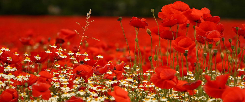 Leatà di Letizia Pezzali #libri #einaudi&nbsp;[#recensione]