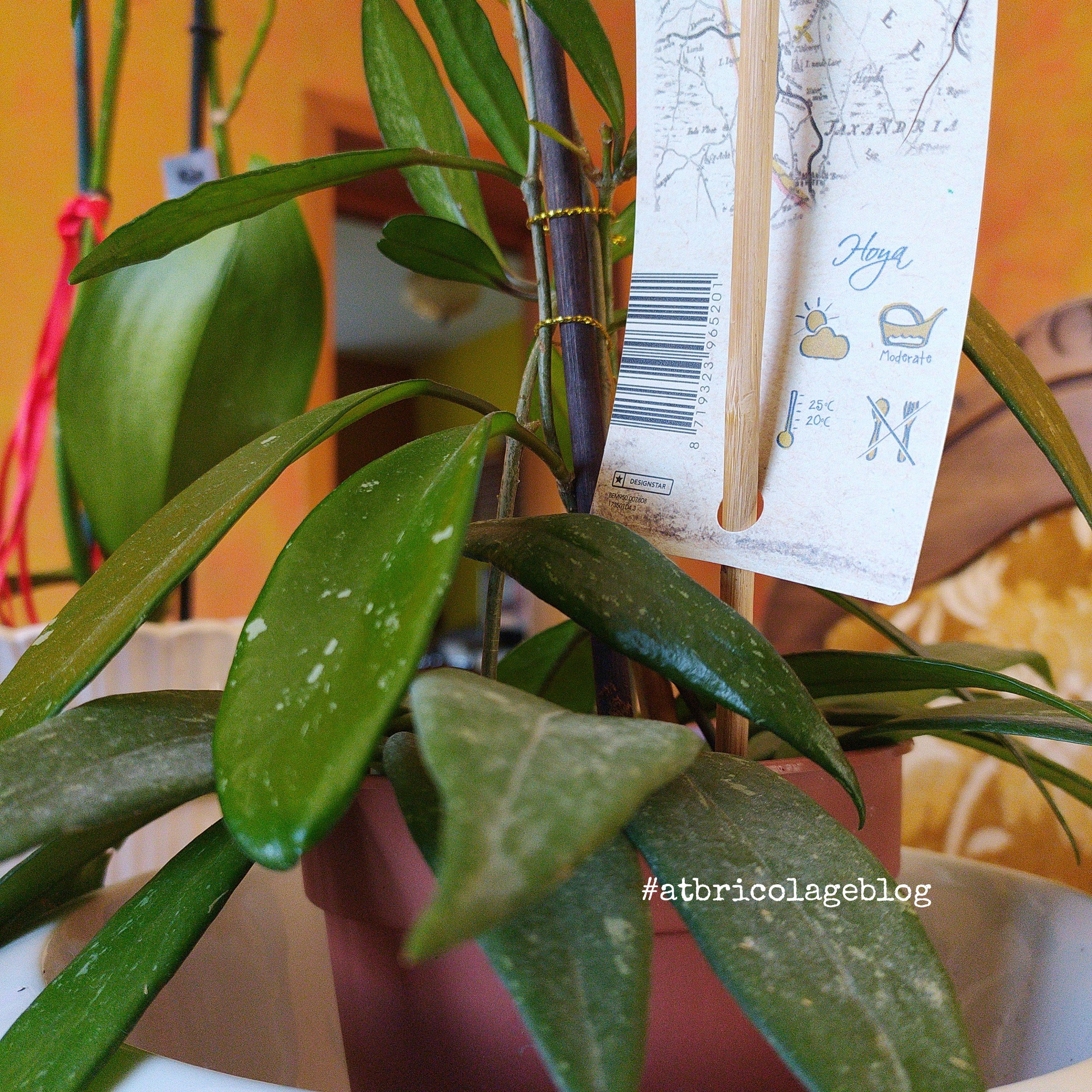 Hoya carnosa - ph. Amalia Temperini Hoya carnosa - ph. Amalia Temperini