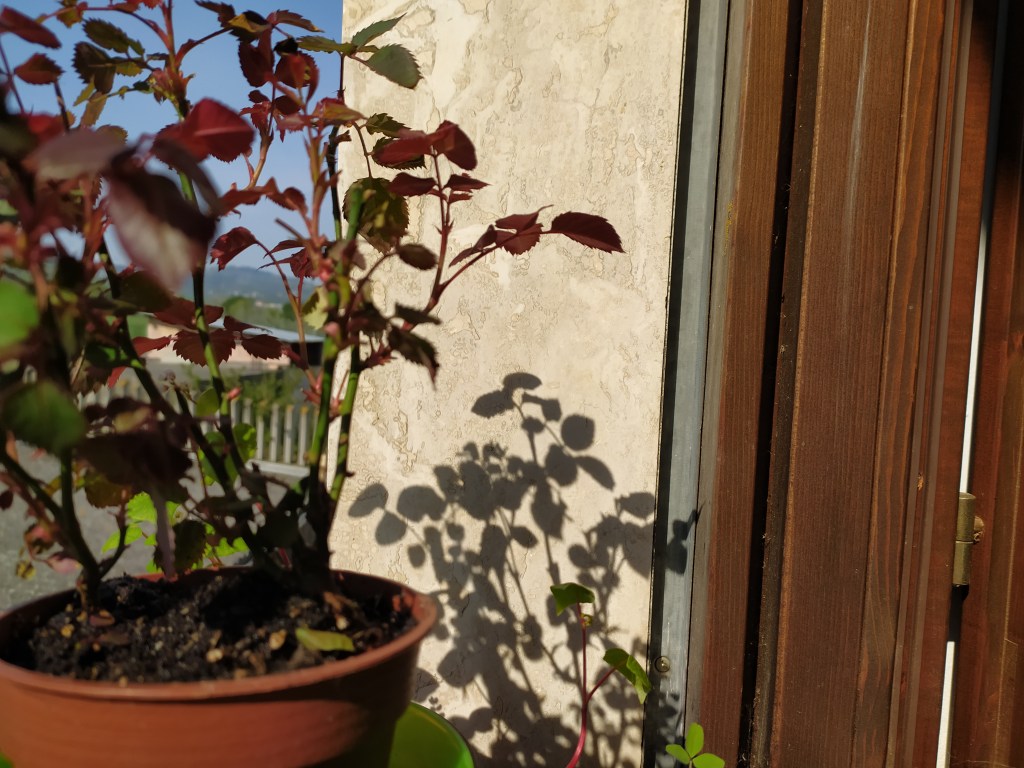 Rosa [#iorestoacasa]