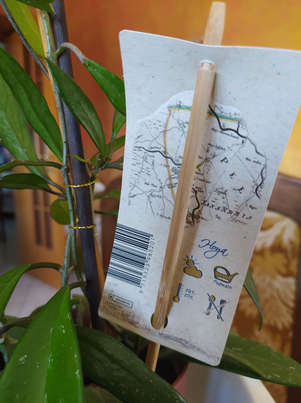 Hoya carnosa [#iorestoacasa]