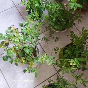 Piante, farfalle, api - ph. Amalia Temperini