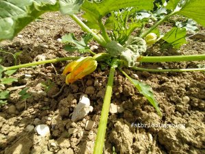 Piante, zucchine- ph. Amalia Temperini