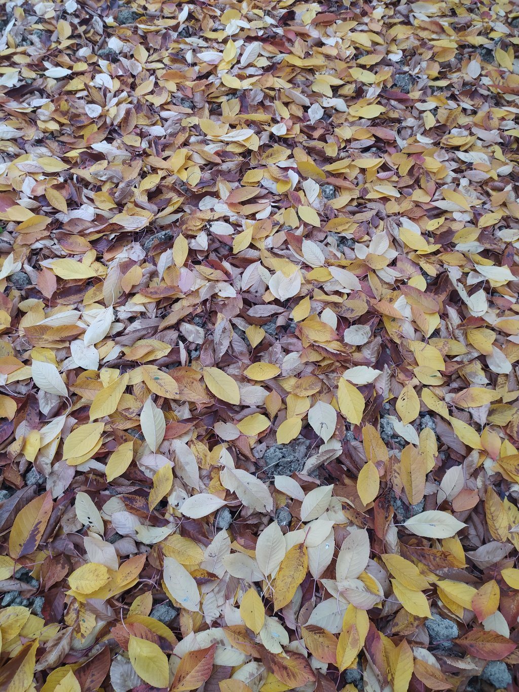 Suono, musica, confusione #autunno2020&nbsp;#covid